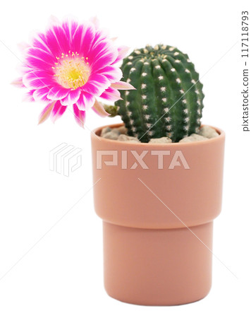 Pink Bolivia Cactus Flower in Terracotta Pot on White Background - Perfect for Home Decor and Botanical Studies 117118793