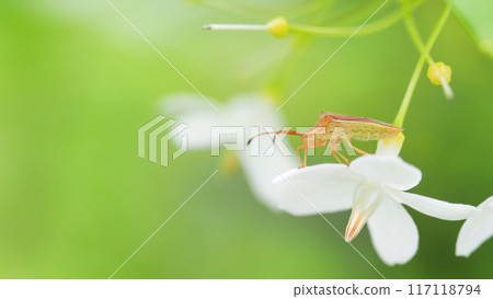 Rice Stink Bug on white tiny flower - Perfect for Nature and Wildlife Photography Projects Rice Stink Bug on white tiny flower - Perfect for Nature and Wildlife Photography Projects 117118794