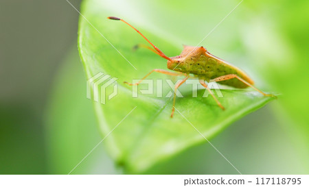 Rice Stink Bug on Green Leaf - Perfect for Nature and Wildlife Photography Projects Rice Stink Bug on Green Leaf - Perfect for Nature and Wildlife Photography Projects 117118795
