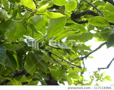I'm looking forward to this year's oyster fruit at home I'm looking forward to this year's oyster fruit at home 117118966