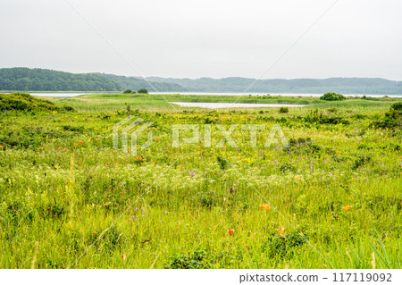 獨自北海道東部旅行時參觀過的小清水原始花園和豆腐湖，色彩繽紛的花朵盛開 117119092