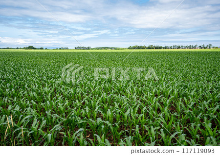 A vast corn field along the national highway during a solo trip to eastern Hokkaido 117119093