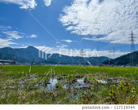 Rice fields and summer sky in Fukui, Takefu, Hokuriku, Fukui Prefecture Rice fields and summer sky in Fukui, Takefu, Hokuriku, Fukui Prefecture 117119344