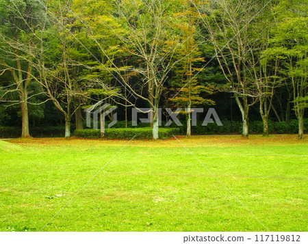 秋季21世紀森林和廣場景觀，有草地廣場和森林 117119812