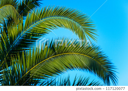 Leaves of the cycles and blue sky 117120077