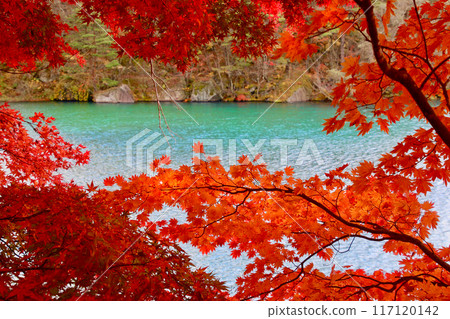 五色沼的紅葉和錦緞（福島縣裡磐梯） 117120142