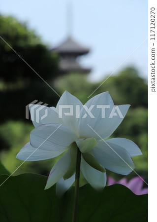 Lotus flower pattern in the morning 117120270