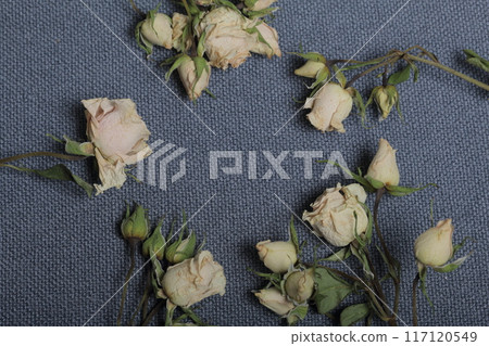 Dried beige roses. Against the background of gray fabric rough texture. 117120549