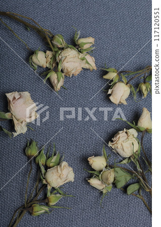 Dried beige roses. Against the background of gray fabric rough texture. 117120551