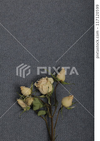 Dried beige roses. Against the background of gray fabric rough texture. Dried beige roses. Against the background of gray fabric rough texture. 117120599