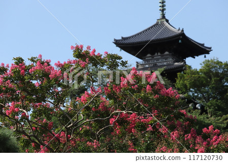 Three-story pagoda and crape myrtle in Sankeien Garden, Yokohama 117120730