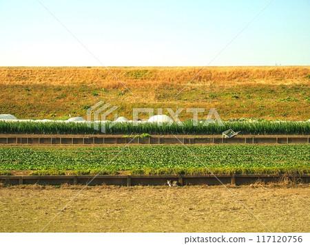 Winter spinach field and Edogawa river bank scenery with stray cats Winter spinach field and Edogawa river bank scenery with stray cats 117120756