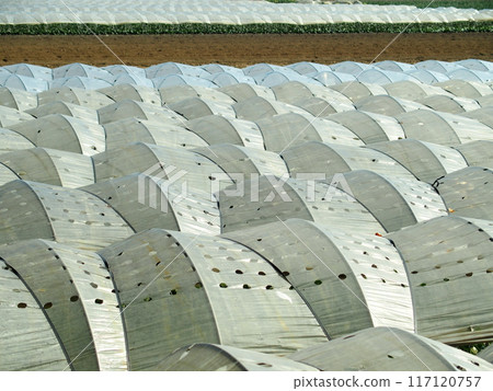Spinach field landscape in a greenhouse in winter 117120757