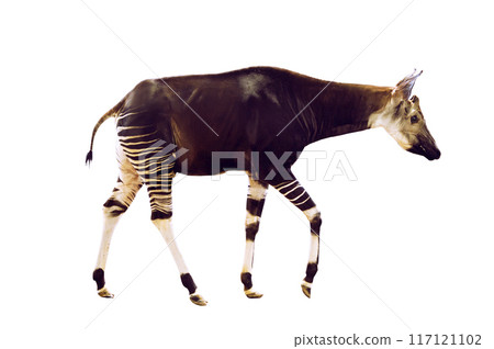 Okapi side view on white background 117121102