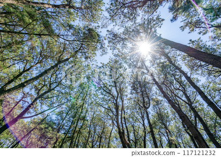 仰望松原美穗，松林，光線 117121232