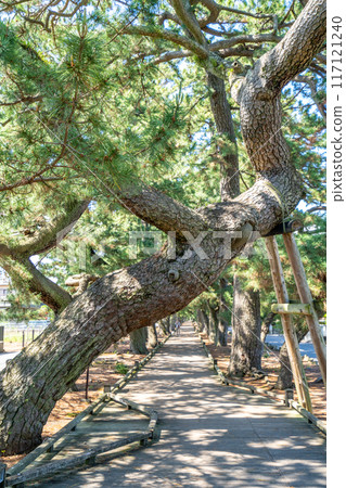 The Path of the Gods: Miho no Matsubara - The Legend of the Heavenly Maiden's Feather Robe 117121240