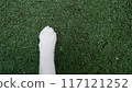 Cat arms on wet grass 117121252