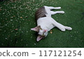 A white and tiger striped shorthaired domestic cat on a grass field. 117121254