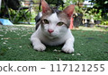 A white and tiger striped shorthaired domestic cat on a grass field. 117121255