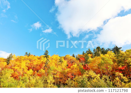 Hokkaido autumn blue sky and autumn leaves 117121798