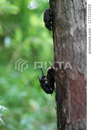 Mating beetles Mating beetles 117121926