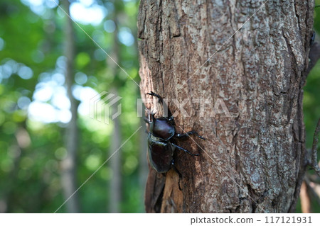A beetle climbing a tree 117121931