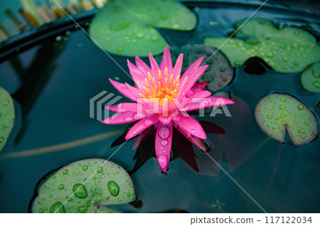 Water lily flower floating on the surface of the water Water lily flower floating on the surface of the water 117122034