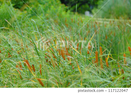 Ears of a bear Ears of a bear 117122047
