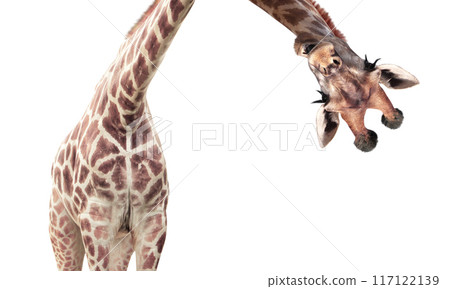 Giraffe face head hanging upside down. Curious giraffe peeks from above. Cute giraffe  with open mouth looks interested. Animal stares interestedly. Isolated on white background 117122139