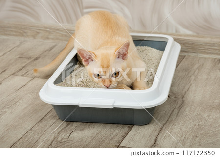 Burmese red kitten in a tray on the floor. 117122350