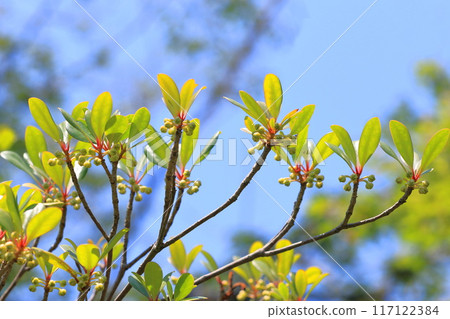 Mokkoku flower buds 117122384