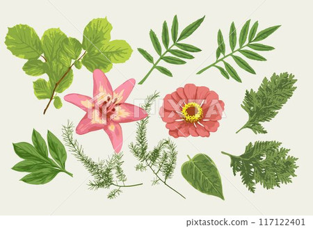 Clip art, design elements, set of nature objects of foliage plants, garden. Image tracing, cleaned and simplified illustrations. Realistic style. Not AI. Clip art, design elements, set of nature objects of foliage plants, garden. Image tracing, cleaned and simplified illustrations. Realistic style. Not AI. 117122401