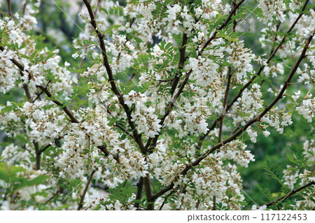 Bunches of white acacia. Bunches of white acacia. 117122453