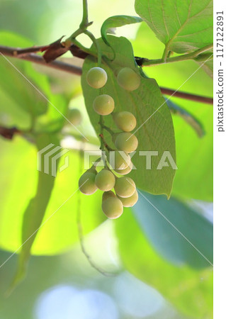 A white birch tree with lots of fruit 117122891