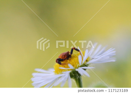 安土蜘蛛（Azuchi蜘蛛）在姬瓊園（Himejoen）的花上等待獵物 117123189