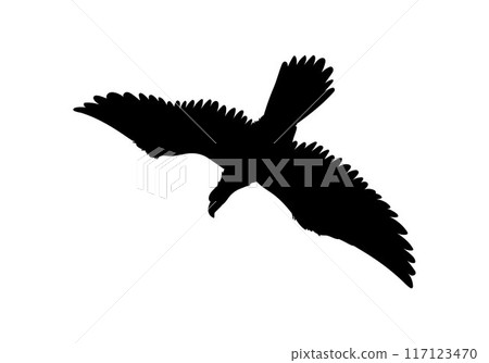 Bald Eagle black silhouette vector icon, American eagle wild prey bird soaring, falcon or hawk avian animal flight down Bald Eagle black silhouette vector icon, American eagle wild prey bird soaring, falcon or hawk avian animal flight down 117123470