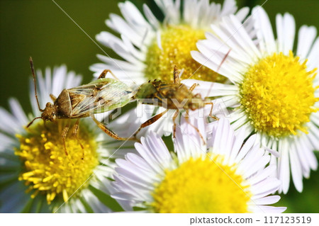 Skashihimeheli 臭蟲 (Sukahimeheli 臭蟲) 在 Himejoon (Himejoen) 的花朵上交配 117123519