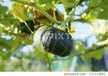 Pumpkins hanging in the air in a corner of a summer field...1 Pumpkins hanging in the air in a corner of a summer field...1 117123601