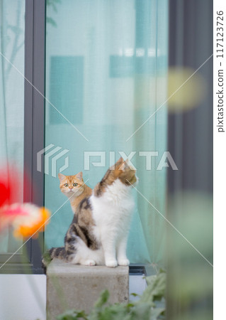 winter holiday and cat concept with british and scottish cat play at garden with flower background 117123726