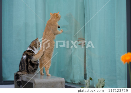winter holiday and cat concept with british and scottish cat play at garden with flower background winter holiday and cat concept with british and scottish cat play at garden with flower background 117123729