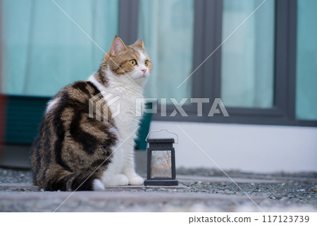 winter holiday and cat concept with british and scottish cat play at garden with flower background winter holiday and cat concept with british and scottish cat play at garden with flower background 117123739
