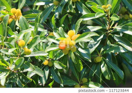 The fruit of the mountain peach (Myrica rubra) is starting to turn color. 117123844