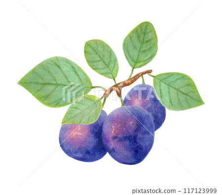Plum fruit. Realistic branch with whole berries and leaves. Watercolor and markers illustration. Hand drawn isolated art. Botanical plant painting for food or juice packaging design. Culinary menu. Plum fruit. Realistic branch with whole berries and leaves. Watercolor and markers illustration. Hand drawn isolated art. Botanical plant painting for food or juice packaging design. Culinary menu. 117123999