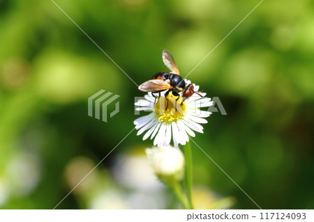 A round-spotted flat-headed fly (Maruboshi flat-headed parasite) resting on a flower of an edible daisy A round-spotted flat-headed fly (Maruboshi flat-headed parasite) resting on a flower of an edible daisy 117124093