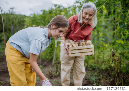 Portrait of grandmother with granddaughter harvesting potatoes in the middle of field. Intergenerational gardening. Portrait of grandmother with granddaughter harvesting potatoes in the middle of field. Intergenerational gardening. 117124381