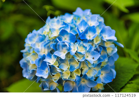 Summer flower Summer flower 117124519
