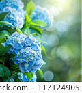 Lush blue hydrangea flowers in full bloom. 117124905