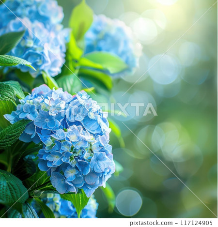 Lush blue hydrangea flowers in full bloom. 117124905