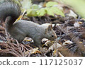 Squirre 117125037