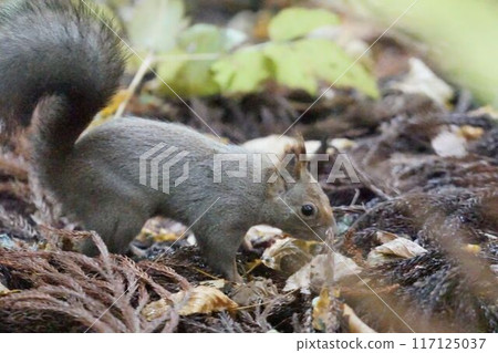 Squirre 117125037